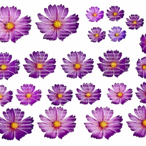FLEURS COMESTIBLES DE MARGUERITE de couleur pourpre, 32 pièces prédécoupées, différentes tailles, gaufrette papier, gâteau, décoration de gâteau cake pops, décorations de cupcakes, végétalien