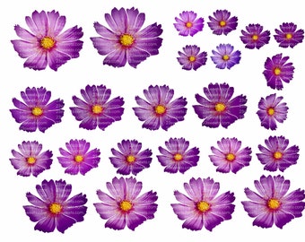 EDIBLE Purple colored daIsieFLOWERS, 32 pre cut pieces, various sizes, wafer paper, cake, cake pops  cake decoration, cupcake toppers, vegan