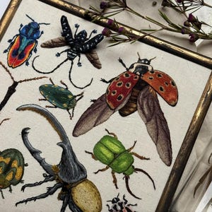 Op de afbeelding: Borduurwerk met een verzameling kleurrijke kevers en insecten, waaronder een grote groene kever, een rood-zwarte lieveheersbeestje en een bruine kever met lange hoorns.