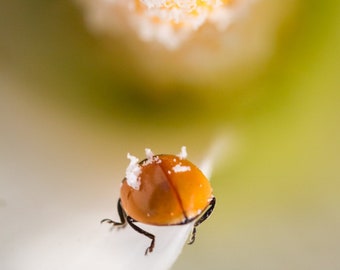 Ladybug on flower macro wildlife photo print / metal print