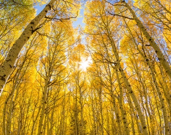 May include: A view looking up through a grove of tall, slender trees with bright yellow leaves. The sun shines through the branches, creating a bright, golden glow.