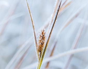 Frosty grass winter picture photo print / metal print
