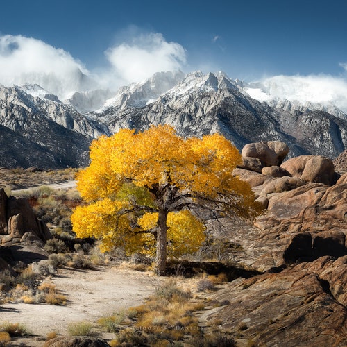 Yellow fall tree foliage and mountains photo print / metal print