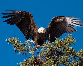 Majestic bald eagle (icon of America) photo print / metal print