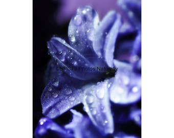 Hyacinth and Water Drops Print - Fine Art Floral Print