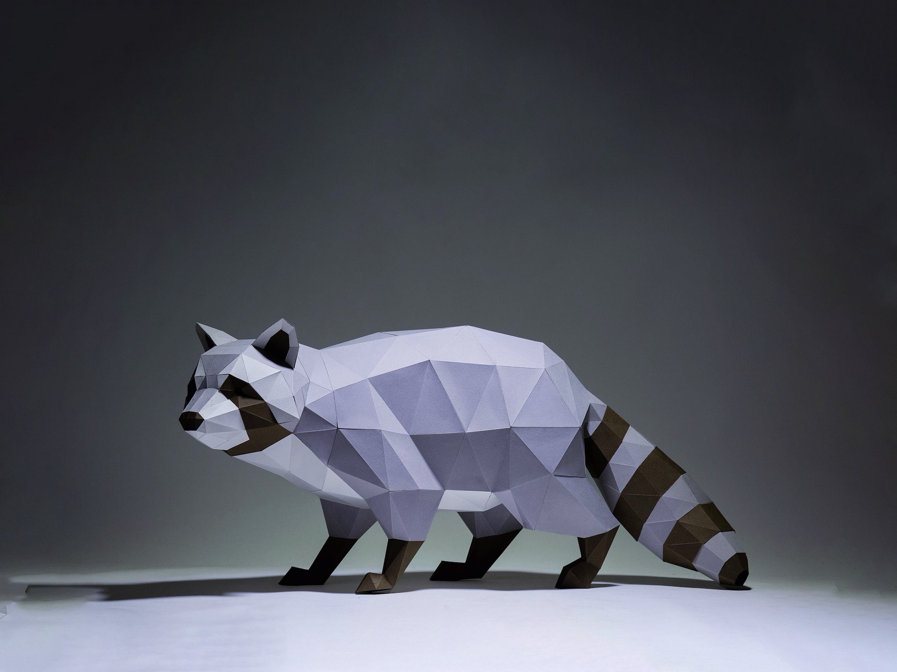 Waschbärschädel Taxidermie, Geschenk Für Liebhaber Echter