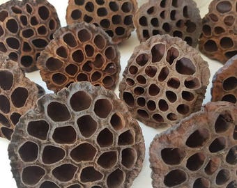 10 Dried Lotus Pods, Lotus Pods, Dried Lotus Seed Pods for Floral Arranging