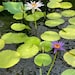 Lynne Muscatt