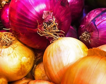 Onions Tomato Pepper Fine Art Photography