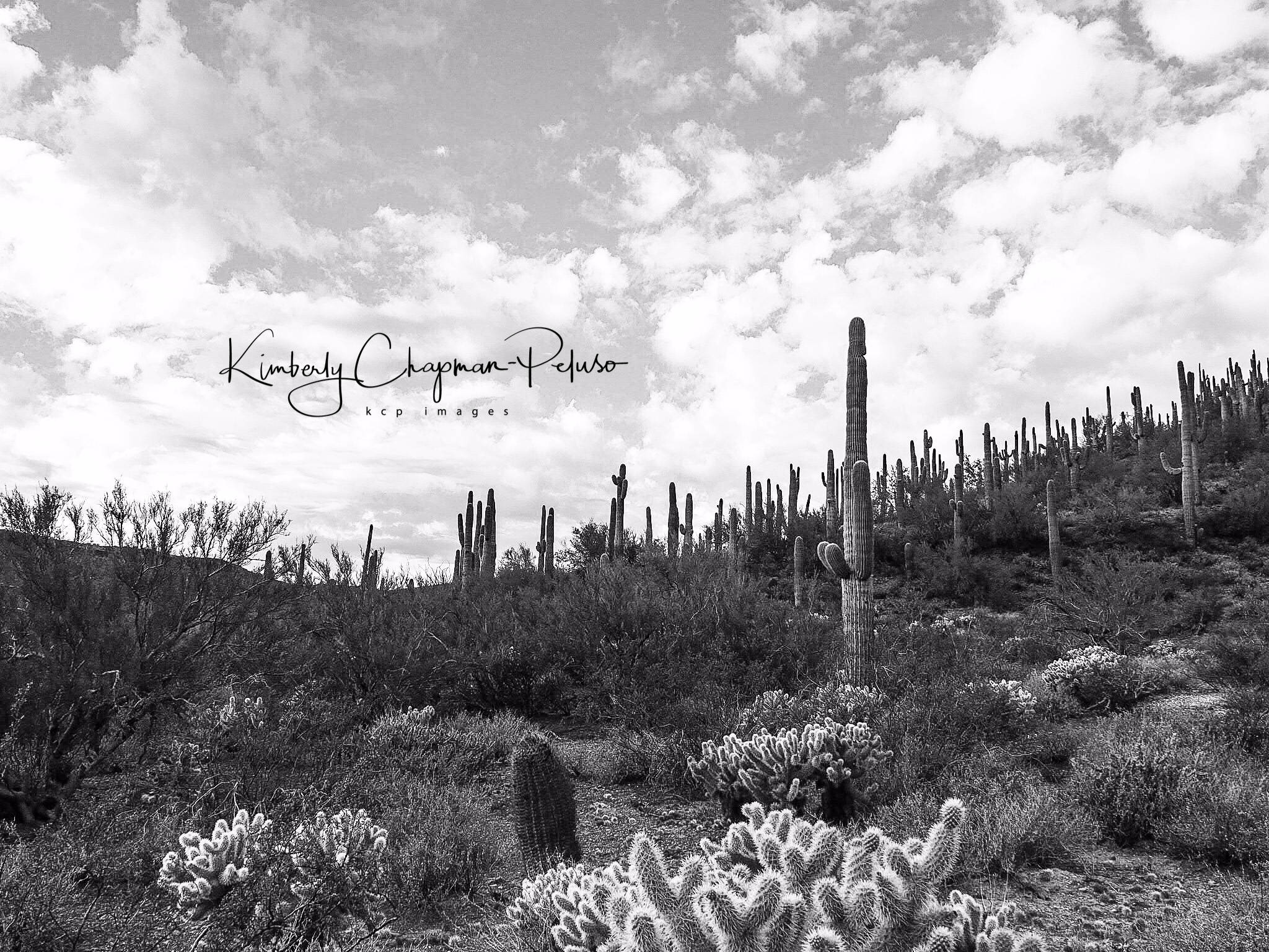 The Arizona Desert Scottsdale Cacti Black and White Home Decor image