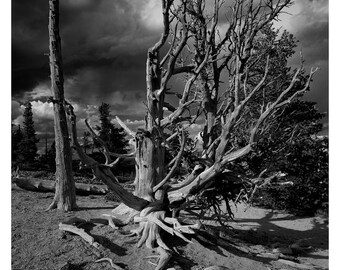 Bones of the Earth, Utah, 2020