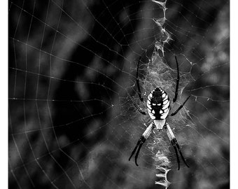 Garden Spider, Pennsylvania, 2017