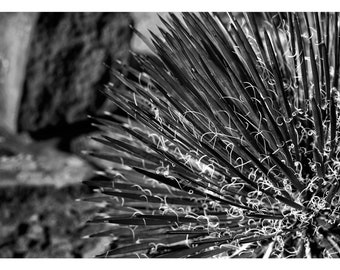 Canyon Yucca, Arizona, 2022