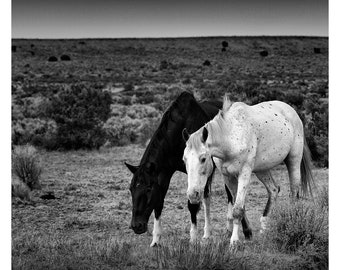 Wild Horses, New Mexico, 2020