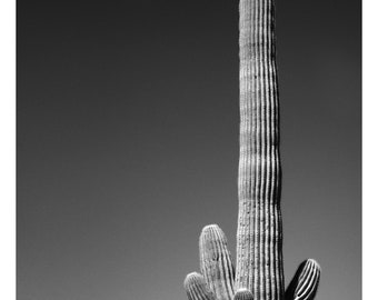 Saguaro Mondset, Arizona, 2022