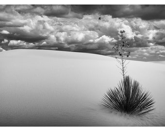 Resilience, New Mexico, 2022