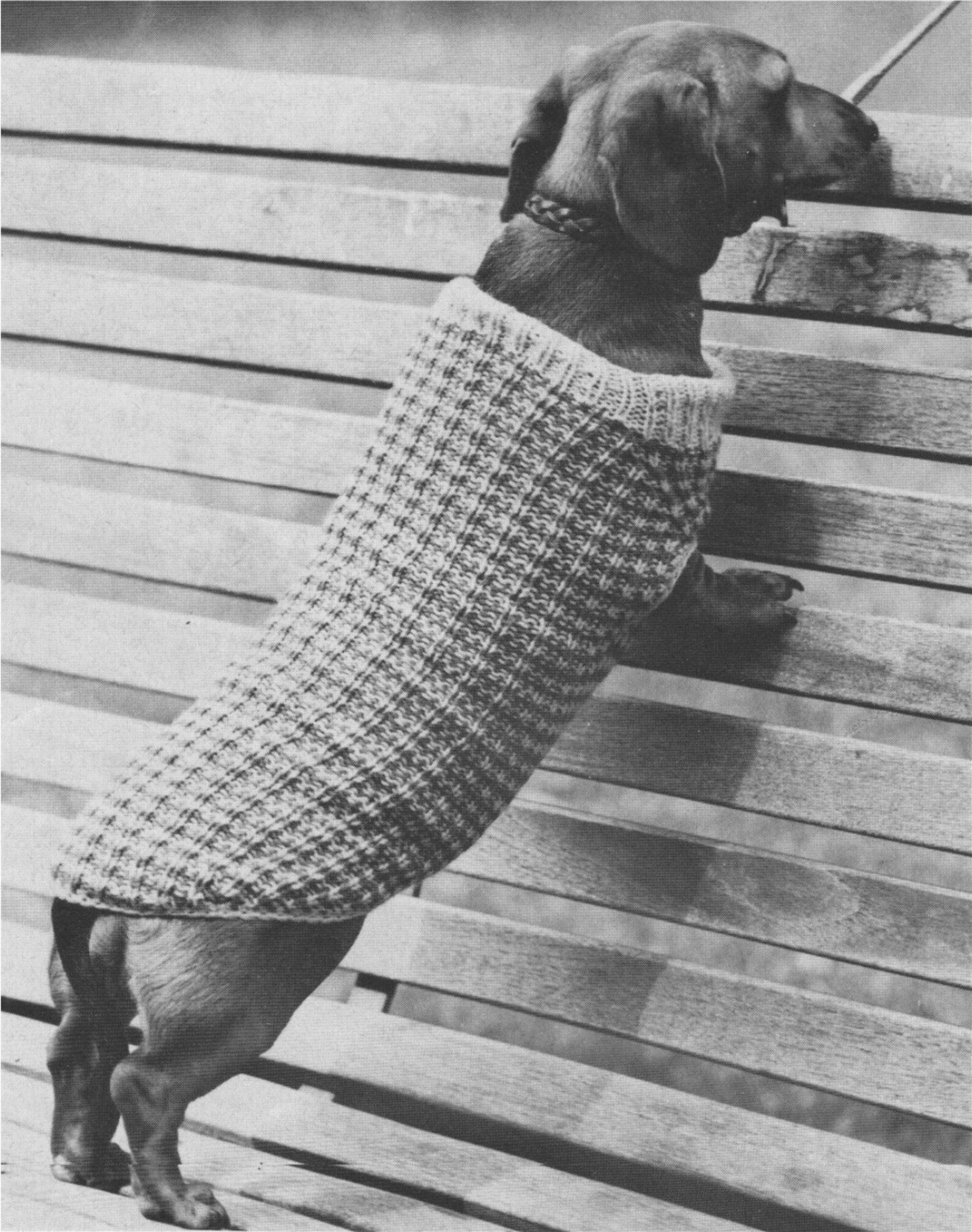 Dog Coat Knitting Pattern PDF 2 Designs for Small Dogs Pet Etsy UK