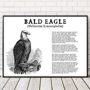 Peut inclure: Illustration en noir et blanc d'un pygargue &agrave; t&ecirc;te blanche (Haliaeetus leucocephalus) perch&eacute; sur une branche. Le texte sous l'image indique "Pygargue &agrave; t&ecirc;te blanche (Haliaeetus leucocephalus)". Le texte d&eacute;crit les origines, le r&eacute;gime alimentaire et les habitudes de nidification du pygargue &agrave; t&ecirc;te blanche. Il mentionne &eacute;galement que le pygargue &agrave; t&ecirc;te blanche est l'oiseau national des &Eacute;tats-Unis.