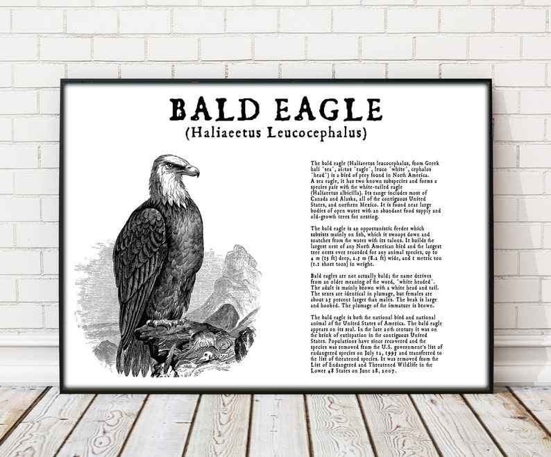 Peut inclure: Illustration en noir et blanc d'un pygargue &agrave; t&ecirc;te blanche (Haliaeetus leucocephalus) perch&eacute; sur une branche. Le texte sous l'image indique "Pygargue &agrave; t&ecirc;te blanche (Haliaeetus leucocephalus)". Le texte d&eacute;crit les origines, le r&eacute;gime alimentaire et les habitudes de nidification du pygargue &agrave; t&ecirc;te blanche. Il mentionne &eacute;galement que le pygargue &agrave; t&ecirc;te blanche est l'oiseau national des &Eacute;tats-Unis.