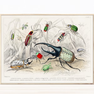 Vintage beetles print,  beetles poster, Insect Poster Home Decor, Insects Gift Idea Vintage Chart Bugs, Hercules Beetle Striped Click Beetle