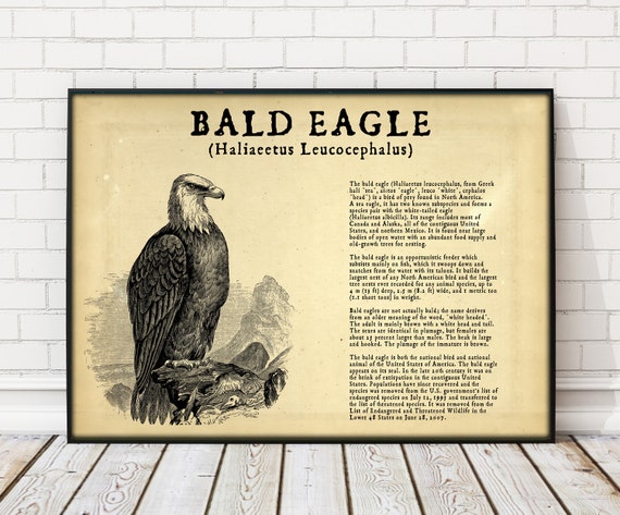 Bald Eagle Poster, Bald Eagle print animal print animal lover gift animal poster birthday gift Bald Eagle Large Poster American Bald Eagle