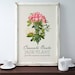BOTANICAL PRINT Jade Plant Botanical Art Pink Flower Art Print Antique ...