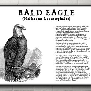 Peut inclure: Une illustration en noir et blanc d'un pygargue &agrave; t&ecirc;te blanche, l'oiseau national des &Eacute;tats-Unis, perch&eacute; sur une branche. Le texte sous l'image indique "Bald Eagle (Haliaeetus Leucocephalus)".