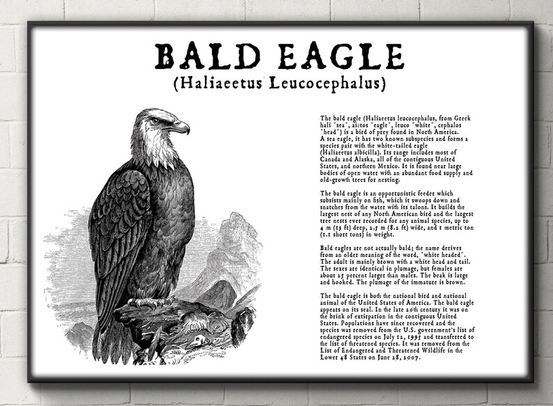 Peut inclure: Une illustration en noir et blanc d'un pygargue &agrave; t&ecirc;te blanche, l'oiseau national des &Eacute;tats-Unis, perch&eacute; sur une branche. Le texte sous l'image indique "Bald Eagle (Haliaeetus Leucocephalus)".