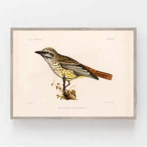 Sulphur-bellied flycatcher Print, Bird Poster, bird collection poster, bird prints, nature wall art, vintage bird poster, antique print