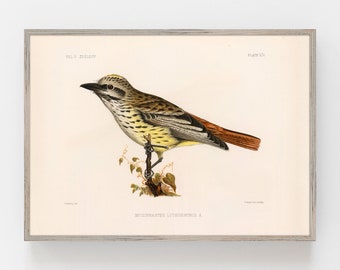 Sulphur-bellied flycatcher Print, Bird Poster, bird collection poster, bird prints, nature wall art, vintage bird poster, antique print