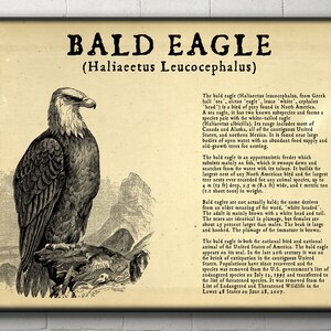 Peut inclure: Une illustration vintage d'un pygargue &agrave; t&ecirc;te blanche, l'oiseau national des &Eacute;tats-Unis, avec une t&ecirc;te et une queue blanches. L'image comprend du texte d&eacute;crivant le nom scientifique de l'oiseau, son habitat et son r&eacute;gime alimentaire. Le pygargue &agrave; t&ecirc;te blanche est un pr&eacute;dateur opportuniste qui construit les plus grands nids de tous les oiseaux d'Am&eacute;rique du Nord.