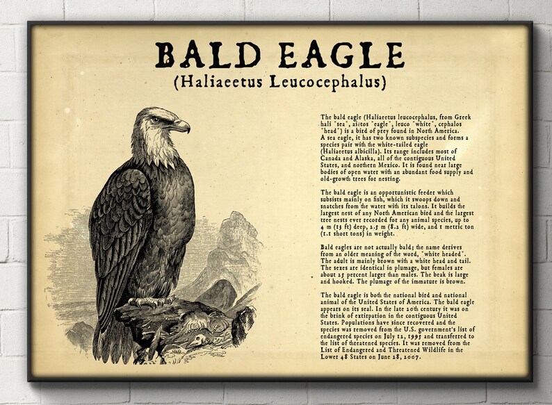 Peut inclure: Une illustration vintage d'un pygargue &agrave; t&ecirc;te blanche, l'oiseau national des &Eacute;tats-Unis, avec une t&ecirc;te et une queue blanches. L'image comprend du texte d&eacute;crivant le nom scientifique de l'oiseau, son habitat et son r&eacute;gime alimentaire. Le pygargue &agrave; t&ecirc;te blanche est un pr&eacute;dateur opportuniste qui construit les plus grands nids de tous les oiseaux d'Am&eacute;rique du Nord.