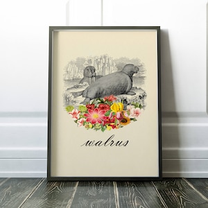 Vintage walrus poster, walrus art, animal print, animal lover gift birthday gift, walrus Print, walrus living room decor antique art