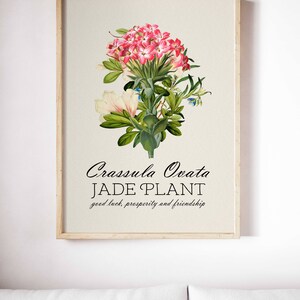 BOTANICAL PRINT Jade Plant Botanical Art Pink Flower Art Print Antique ...