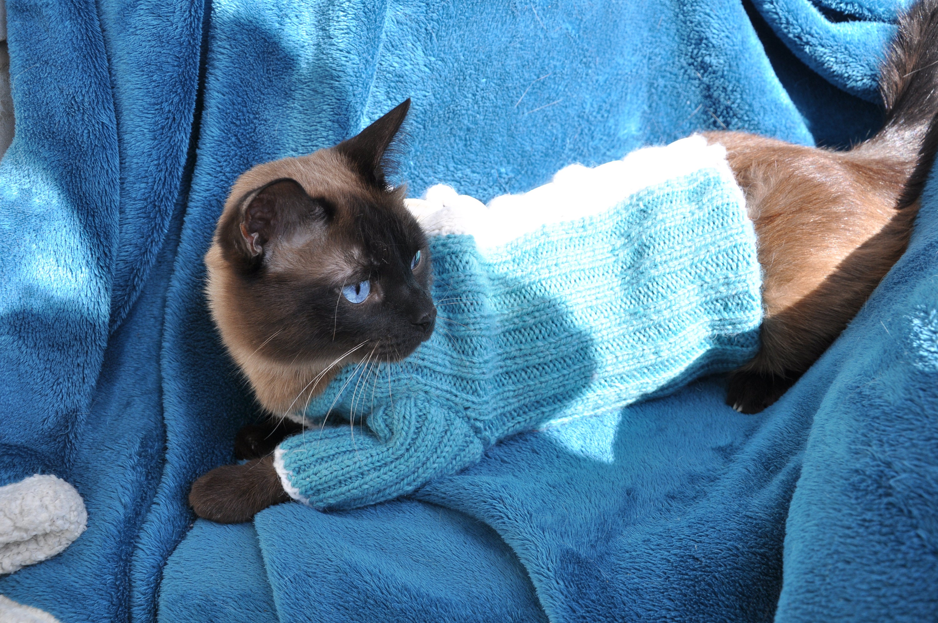 Warm blue white sweater for Cat with buttons cat clothes Etsy