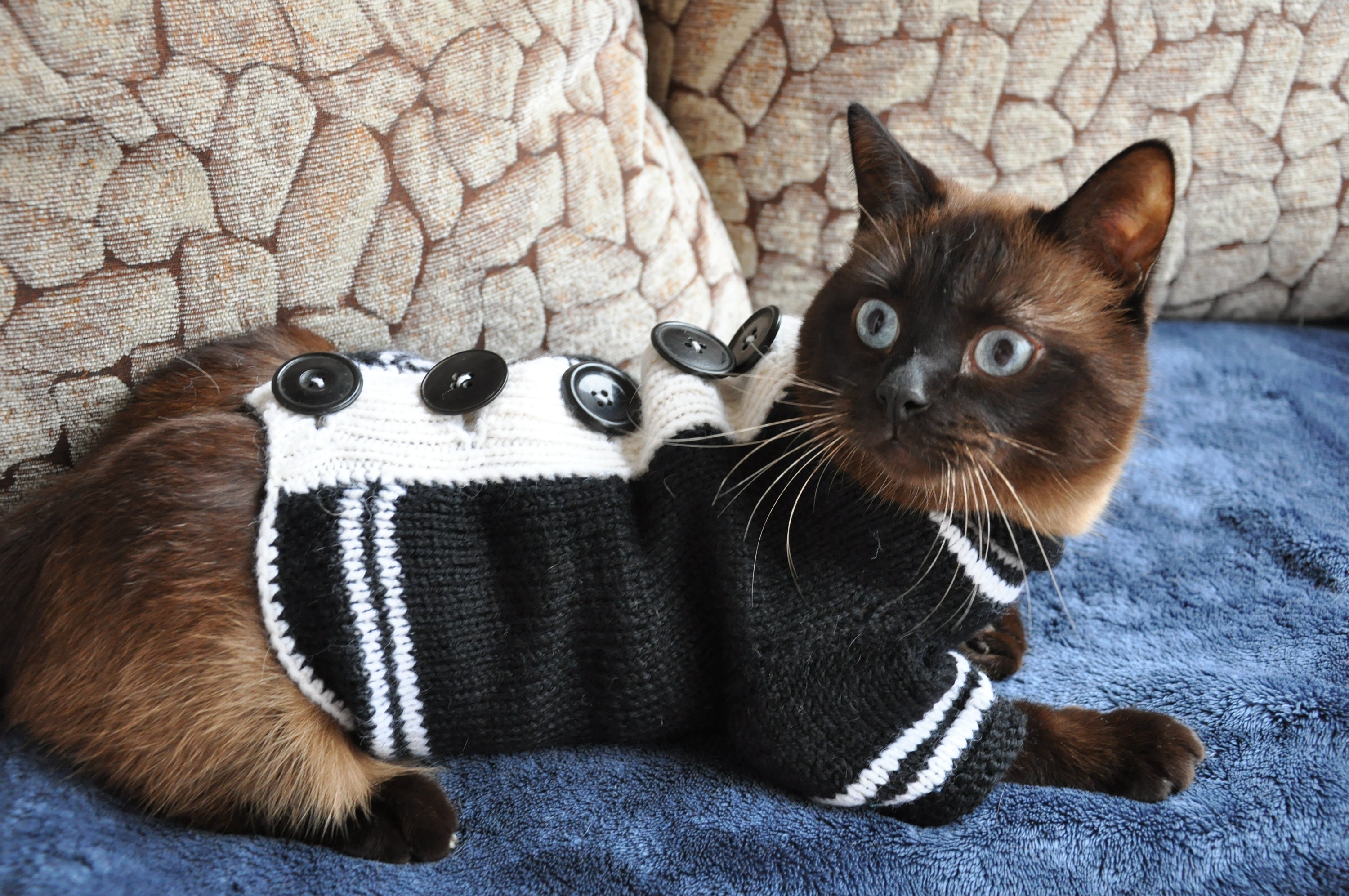 Knitted sweater for cat Clothes for cats in winter Knit cat Etsy