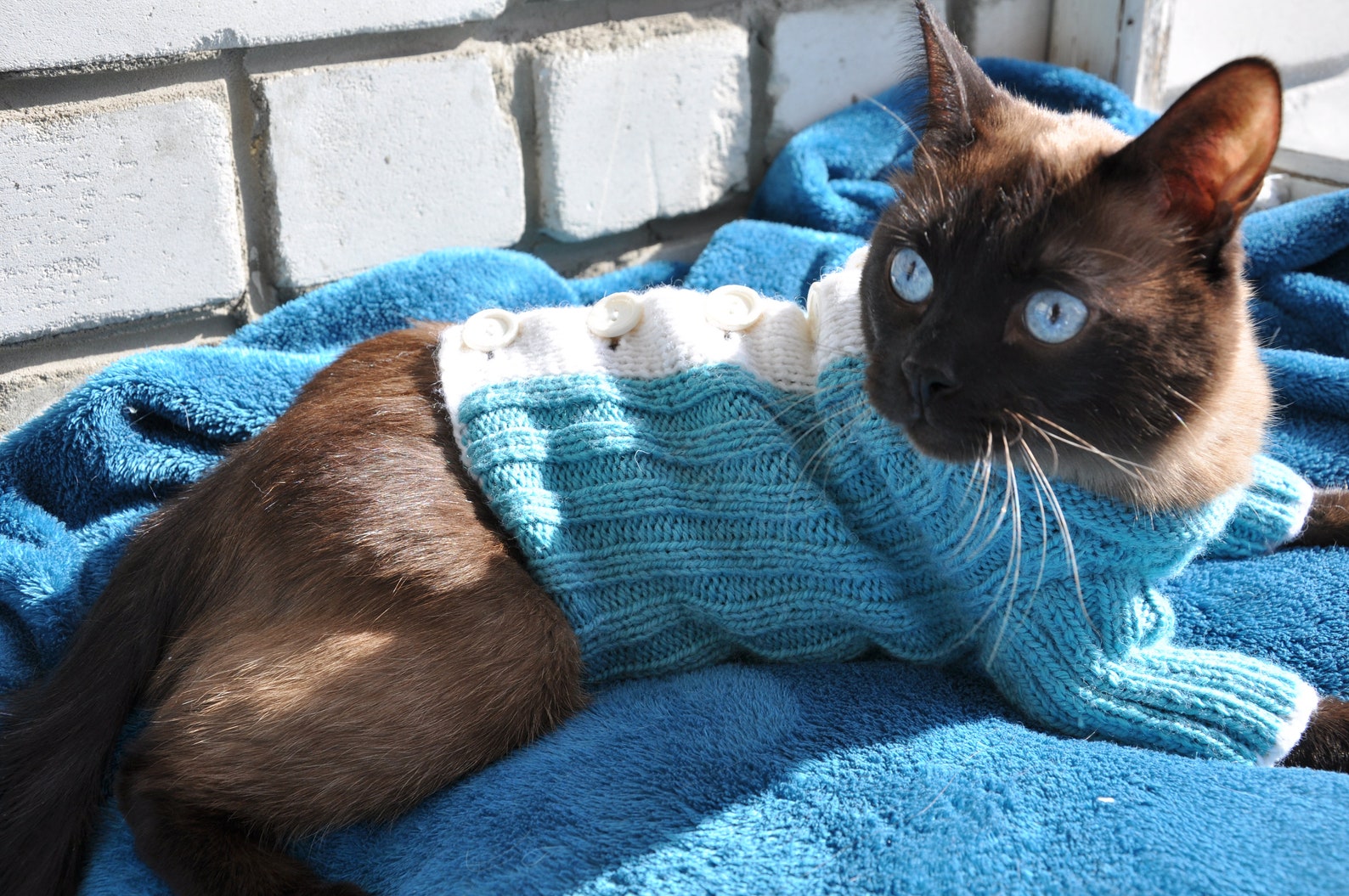 Warm blue white sweater for Cat with buttons cat clothes Etsy