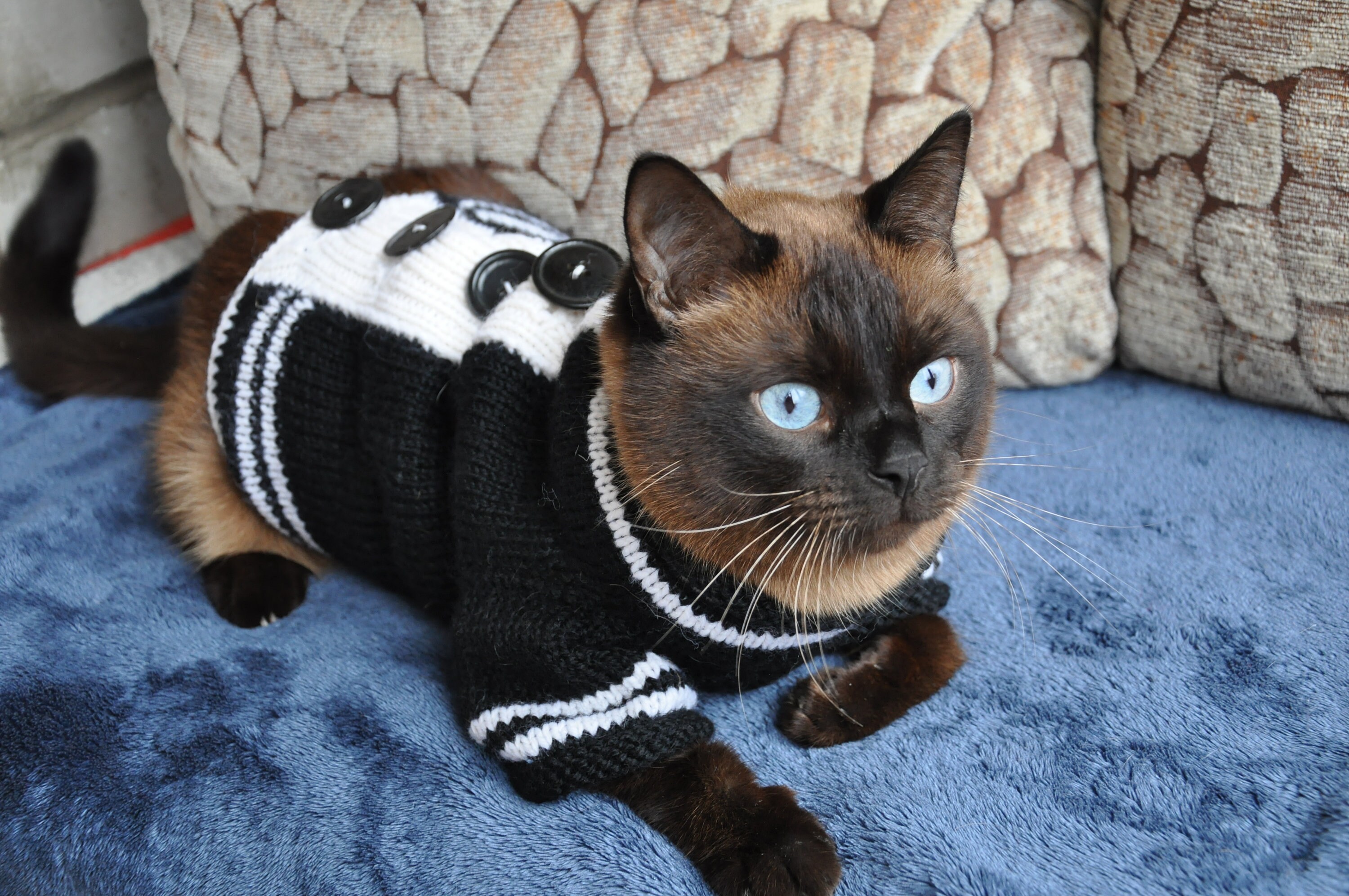 cat sweater