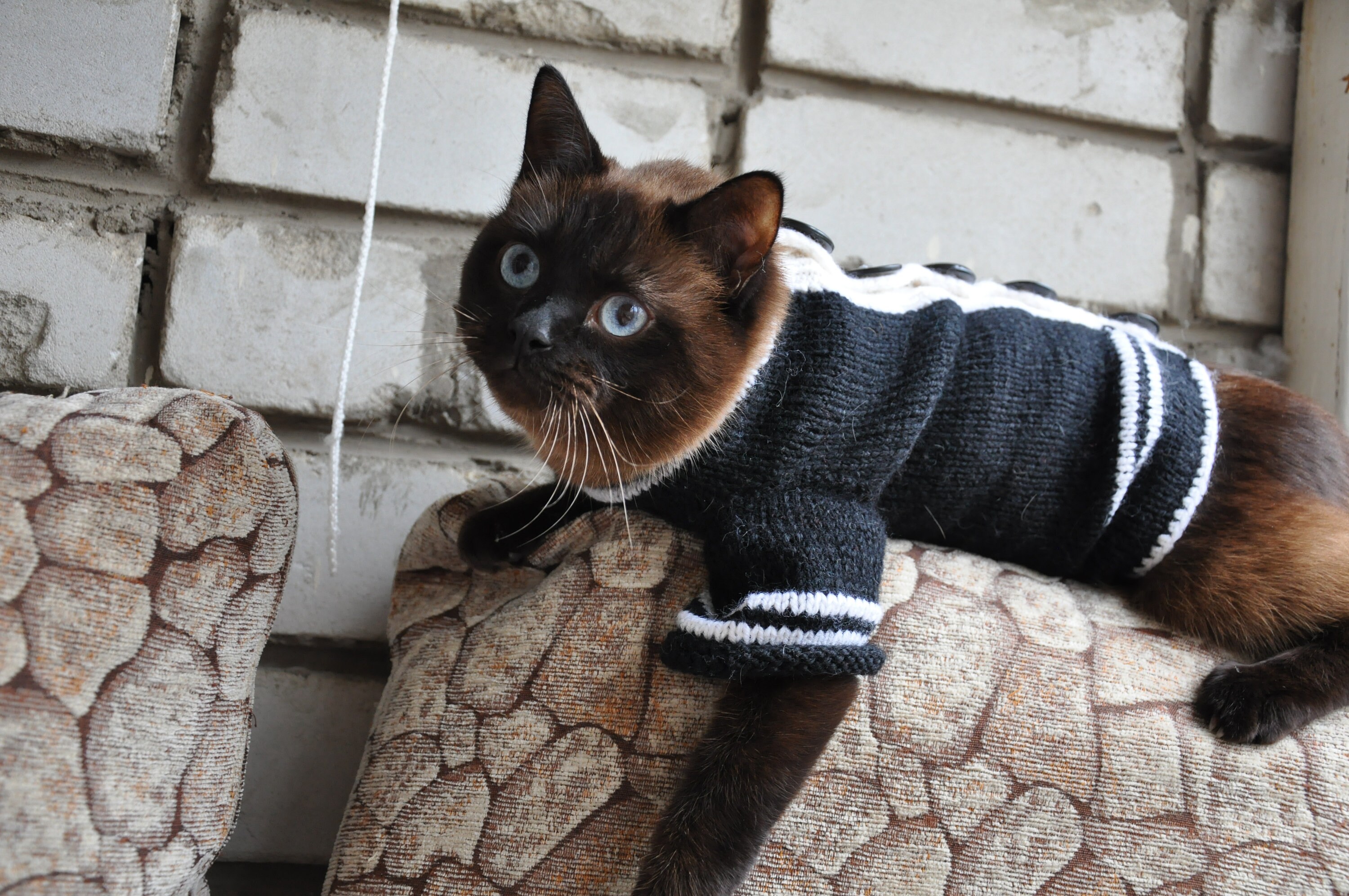 Knitted sweater for cat Clothes for cats in winter Knit cat Etsy