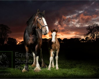 Shire Horse Sunset 1,  Fine Art Print, Equine Photography