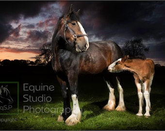 Shire Horse Sunset 3,  Fine Art Print, Equine Photography