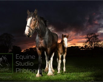 Shire Horse Sunset 2,  Fine Art Print, Equine Photography