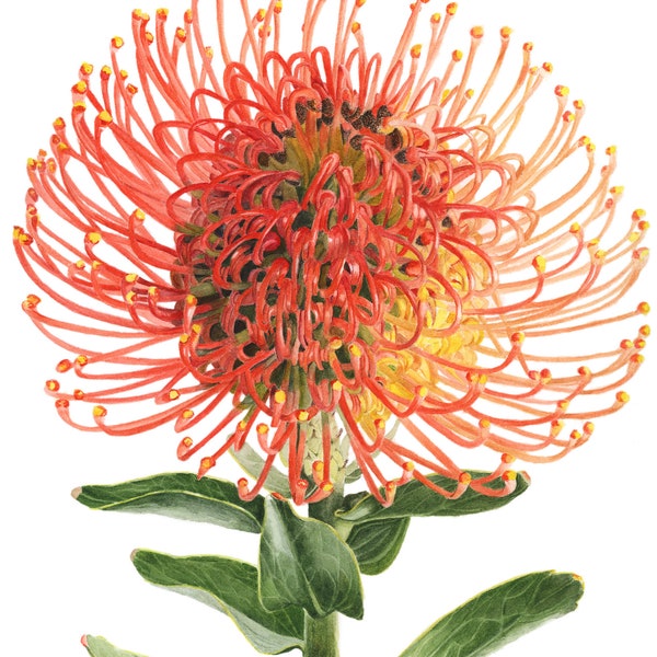 Botanical Pin Cushion Protea Painting Print - Botanical Flower Art Watercolor Painting by Sally Jacobs -