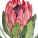 see more listings in the Prints – Flowers section