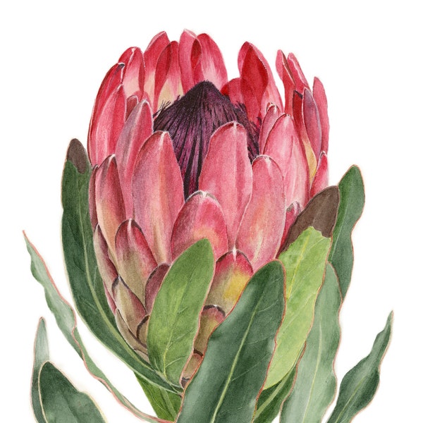 Botanical Protea  Painting Print - Botanical Flower Art Watercolor Painting by Sally Jacobs -