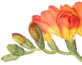 Freesia Botanical Print - Botanical Watercolor Art Painting by Sally Jacobs - Orange Yellow Green Flower Print