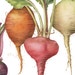 see more listings in the Prints – Vegetables section