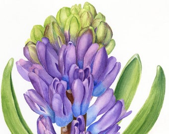 Hyacinth Painting, Contemporary Art - Watercolor Flower - Botanical Art Print - Purple Hyacinth