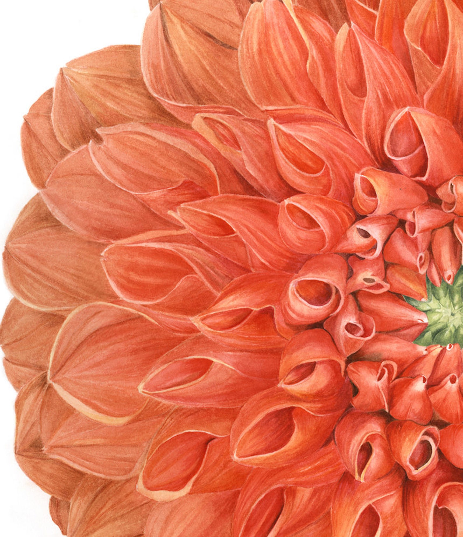 Botanical Dahlia Flower Print - Watercolor Painting Flower Art by Sally ...
