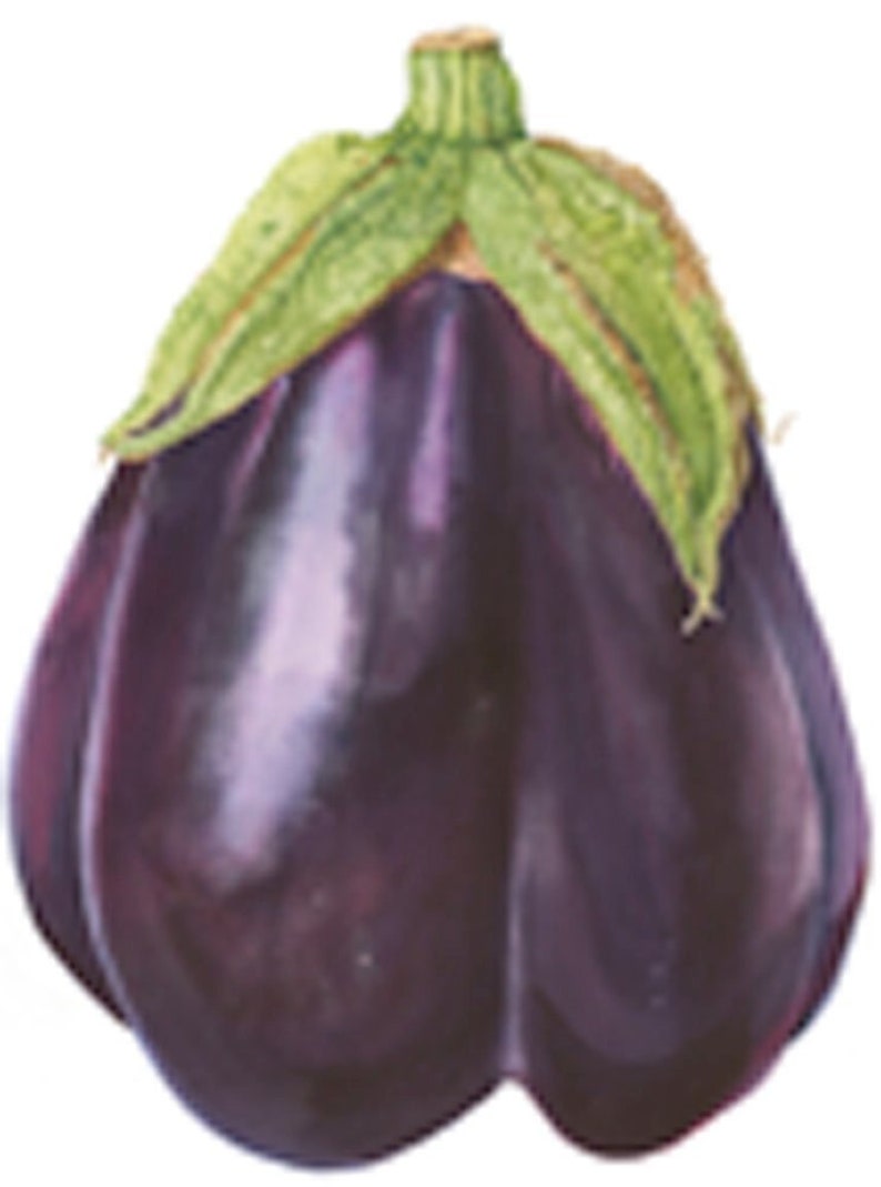 Eggplant Watercolor Print Botanical Vegetable Art Image 0